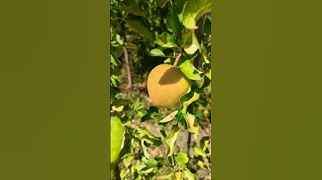 golden delicious apple tree