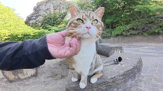 一度モフると、絶対に帰らせてくれないキジシロ猫ちゃん