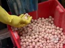 Gruesome Gum on Unwrapped | Food Network