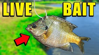 Fishing w/ LIVE BAIT for Spillway MONSTERS