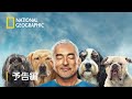 シーザーが説く！あなたと犬の快適ライフ - 予告編 | ナショジオ