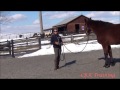 Basic Body Language with Horses