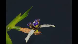 Walking Iris Flower Bloom Timelapse