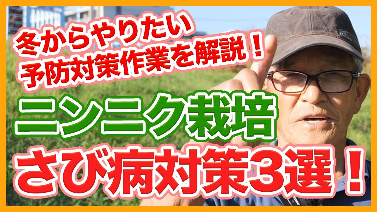 家庭菜園や農園のニンニク栽培でさび病の予防対策３選！冬場の対策予防でさび病を防ぐ、ニンニクの育て方！【農家直伝】