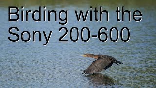 Birding with the Sony 200-600