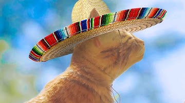 Goodbye Best Friend - Stray Mexican Cat [End]