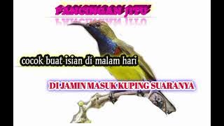 Coba mp3 ini di jamin dapet burung sogon banyak,,,anti zonk🔥🔥🔥