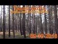 Маслята и Рыжики грибы сбор в лесу 09 10 2018 тихая охота выживание в лесу сибирь тайга гриб поход