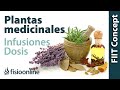 Tratamiento con plantas medicinales - Cómo hacer la infusión, dosis y duración de un tratamiento