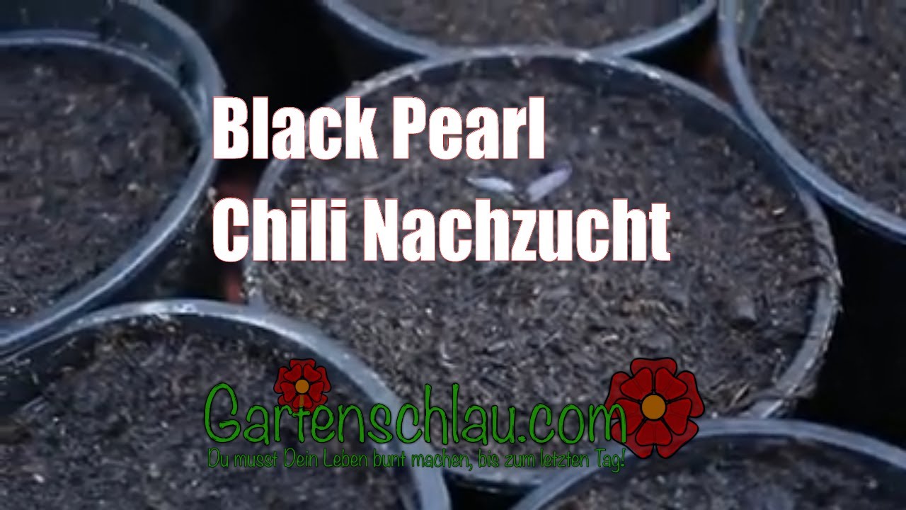 Black Pearl Chili sät sich selbst aus: So erkennst du echte Sämlinge