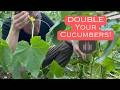 Prune and Harvest Cucumber Plants for Insane Yields