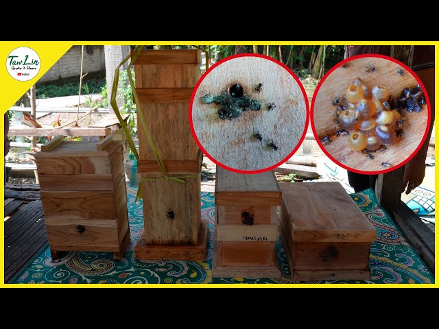 Creation of 4 Kinds of Trigona Honeycomb Box Shapes class=