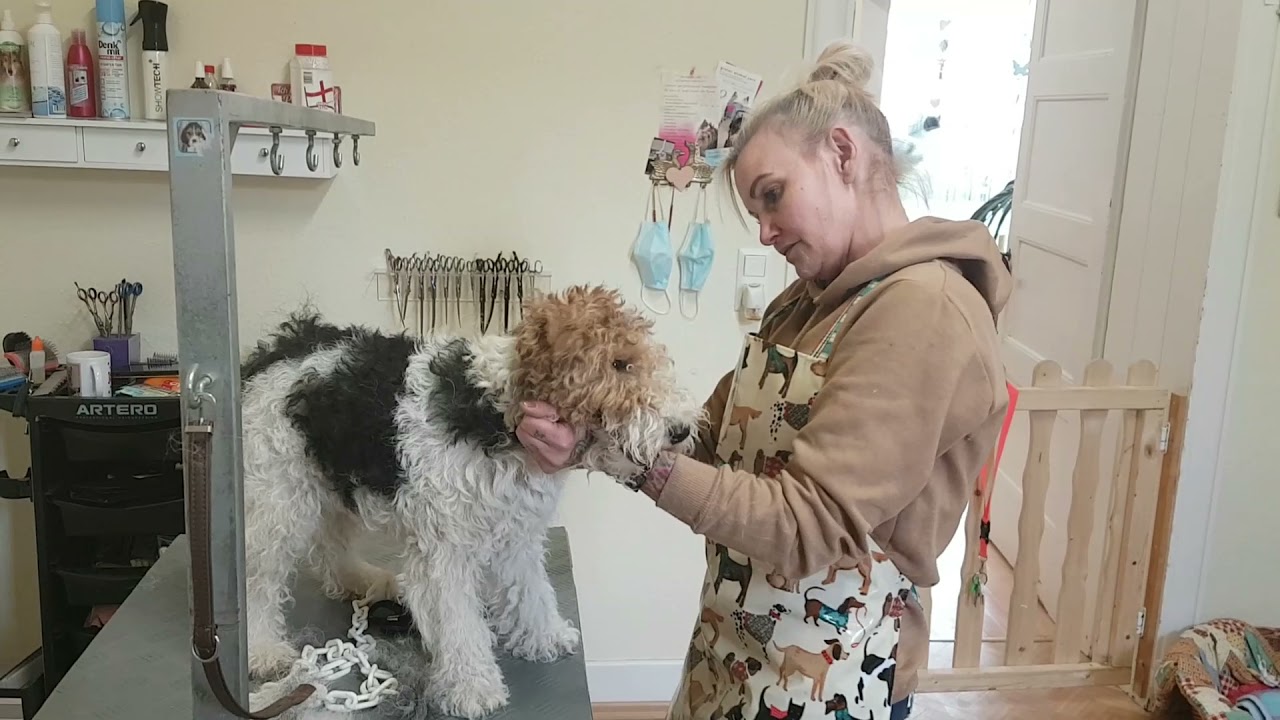 Drahthaar Hund Foxterrier trimmen - handstripping im Hundesalon Lilly Köln