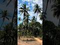 Feel the song😍🌴Kokan #vengurla #youtubeshorts #viralvideo #explore #susbcribemychannel #coconut