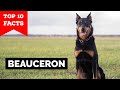Beauceron - Top 10 Facts の動画、YouTube動画。