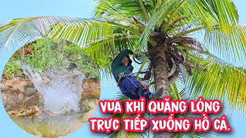 Vua Khỉ cưa cây Dừa trong không gian quá hẹp nên phải quăng lóng xuống hồ cá của chủ nhà.