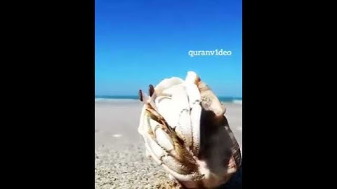 سورة الرحمن حالة واتساب/فيسبوك رائعة جدا بصوت مريح