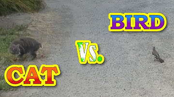 Funny Cat Vs. Bird | Mockingbird Torments Manx Cat