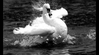 Лебеди летят Ион Суручану