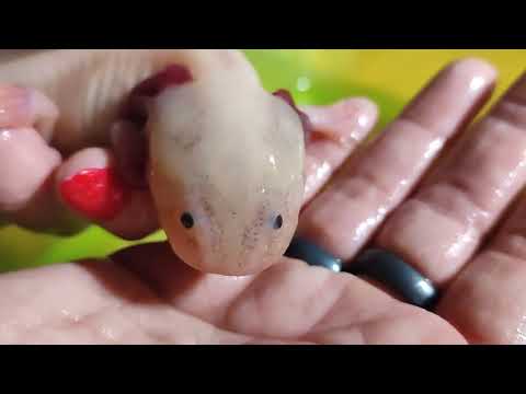 Video: Měli by být axolotlové chováni jako domácí mazlíčci?