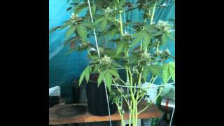 Choke and Trim part 2.