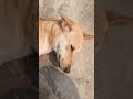 Kalu 🤣#funny#funnyvideo#comedy#kidsvideo#bacchon_ka_video#familyfriendly