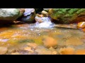 10 Hours of Babbling Brook, Creek Sounds, Water Stream ~ Relaxing Nature Sounds ~ Study, Deep Sleep