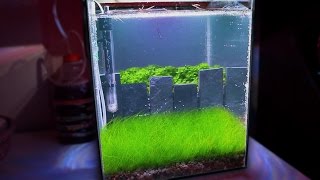 HOW TO: Making a NANO Crystal Red Shrimp Planted Aquarium | TonyTanks