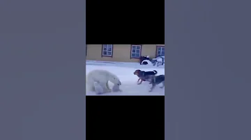 Polar Bear Sow With Small Cubs Vs Three Dogs 