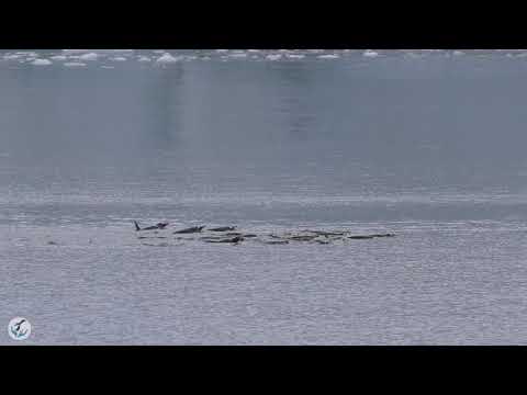 Gentoo Penguins swimming and feeding in the ocean in Antarctica
