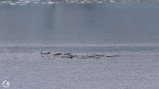 Gentoo Penguins swimming and feeding in the ocean in Antarctica