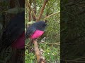 so sweet Bird sound #shortsviral #shortvideo #nature #birds #short