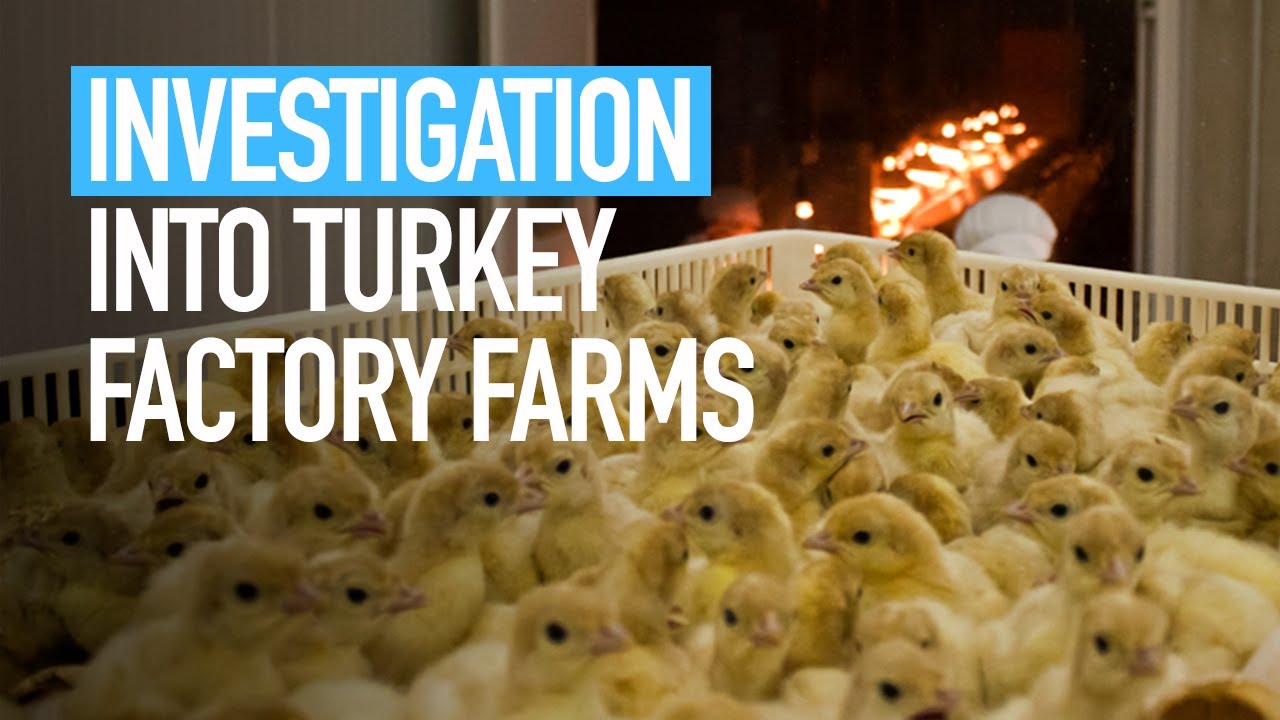 Investigation into turkey factory farms YouTube