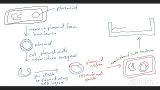 Cape biology unit 1: Genetic Engineering #capebiology #alevelbiology #geneticengineering