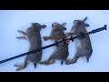 Blowgun Hunting Rabbits with Cold Steel Blowgun!