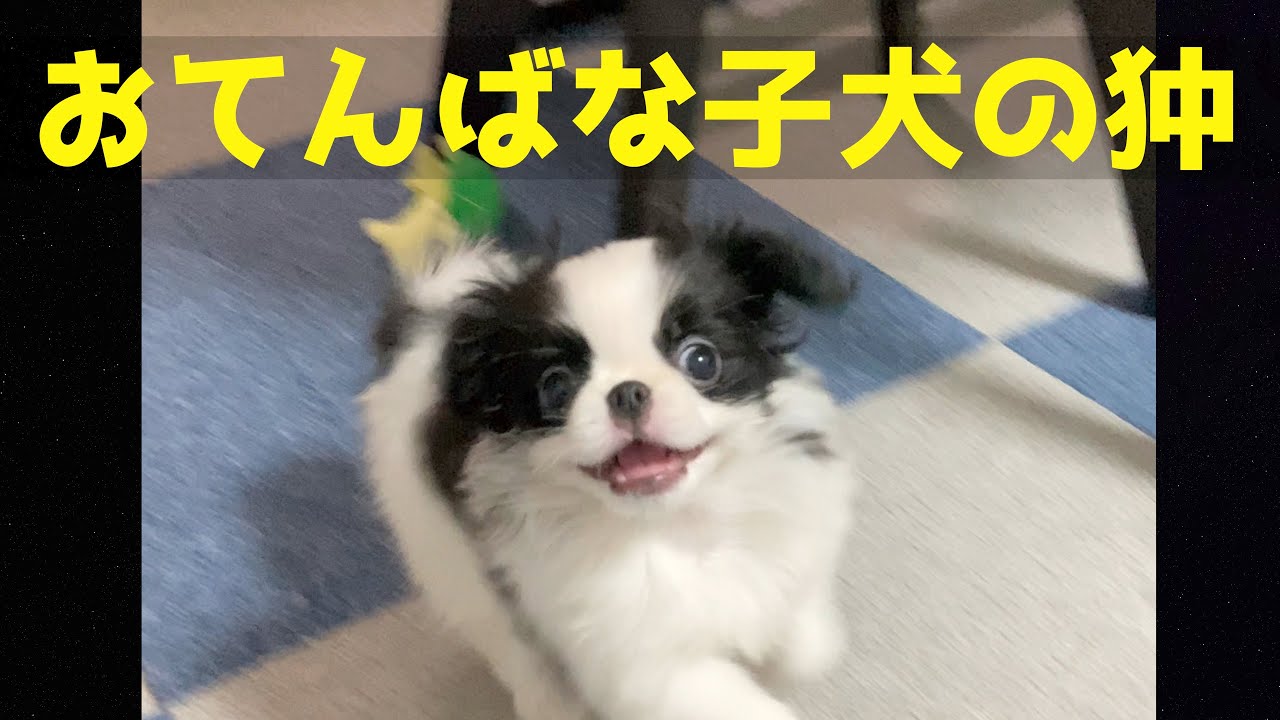 かわいい子犬の狆 おてんば娘の大はしゃぎ Japanese Chin Youtube