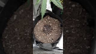 autoflowers going into flower! upgrades and triangle ghost ogk popped!!!!!!