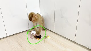 OMG!! Brother DAM Force Lil Shiba To Eat Ripe Yellow Cucumber