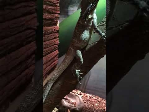 camera iphone 8 plus apk Frilled Dragon feeding Part 1- Simba and Skye
