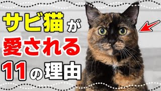 【サビ猫の魅力】サビ猫が素晴らしいと言える11の真実