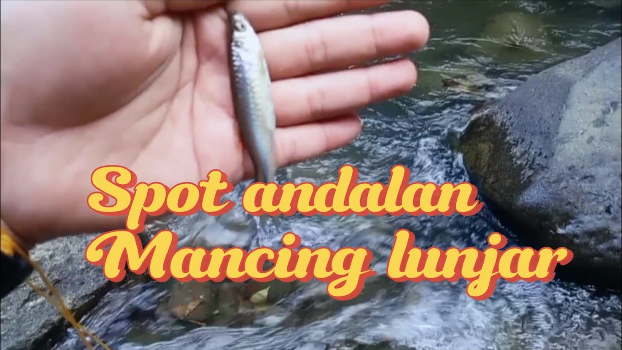Mancing ikan lunjar di spot andalan//Lunjarnya babon babon