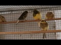Kanarienvögel Zucht / Haltung  / Ablauf Isenberg