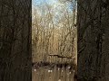 Arkansas public land green timber duck hunting