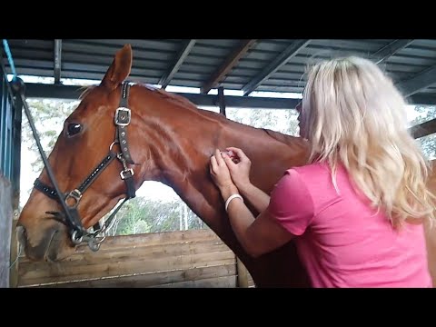 Video: Ar žirgas yra tas pats, kas šūvis?