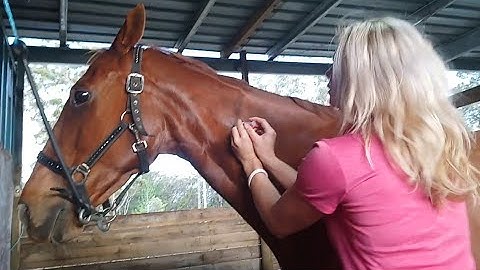 How to give a horse an intramuscular (into the muscle) injection in the neck, quick and easy,