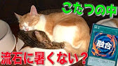 危険 猫のエサと犬のエサ 美味しいのってどっちなの Youtube