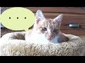侵入した野良仔猫にホットカーペットを用意してあげたら・・