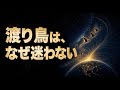 【睡眠用 雑学】渡り鳥は、なぜ地図も羅針盤もなしに戻ってこられるのか。