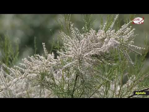 Video: Quraqlığa Dözümlü Bitkilərin Faydaları - Səhrada Quraqlığa Dözümlü Bitkilərdən İstifadə
