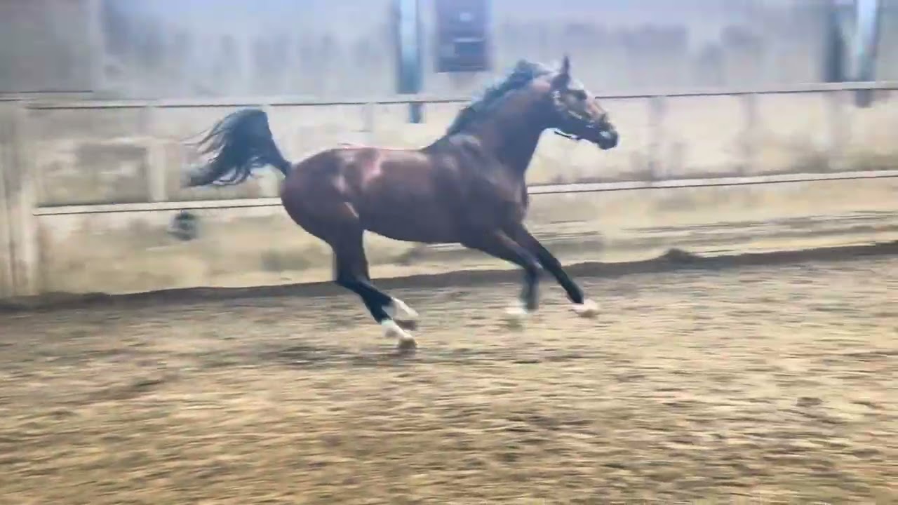 Darconido Z - Zangersheide stallion by Darcon VH Kunselhof